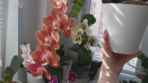 Волшебство летних ОрХиДеЙ: удивительное ЦВЕТЕНИЕ 🌸 #орхидеи