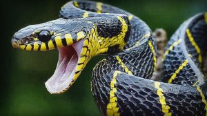 Самые ядовитые Змеи на Земле Animal World