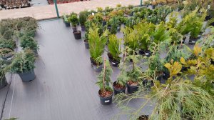 Еду за растениями в Садовый центр "Планета лета" 06.12.2025 г. Пятигорск.