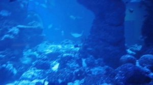 Оманский аквариум