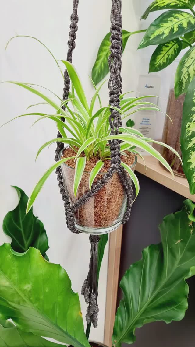 Хлорофитум в сфагнум фускум.