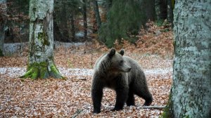 Медведица Просит Помощи: Борьба за Жизнь Медвежонка (Часть 3)