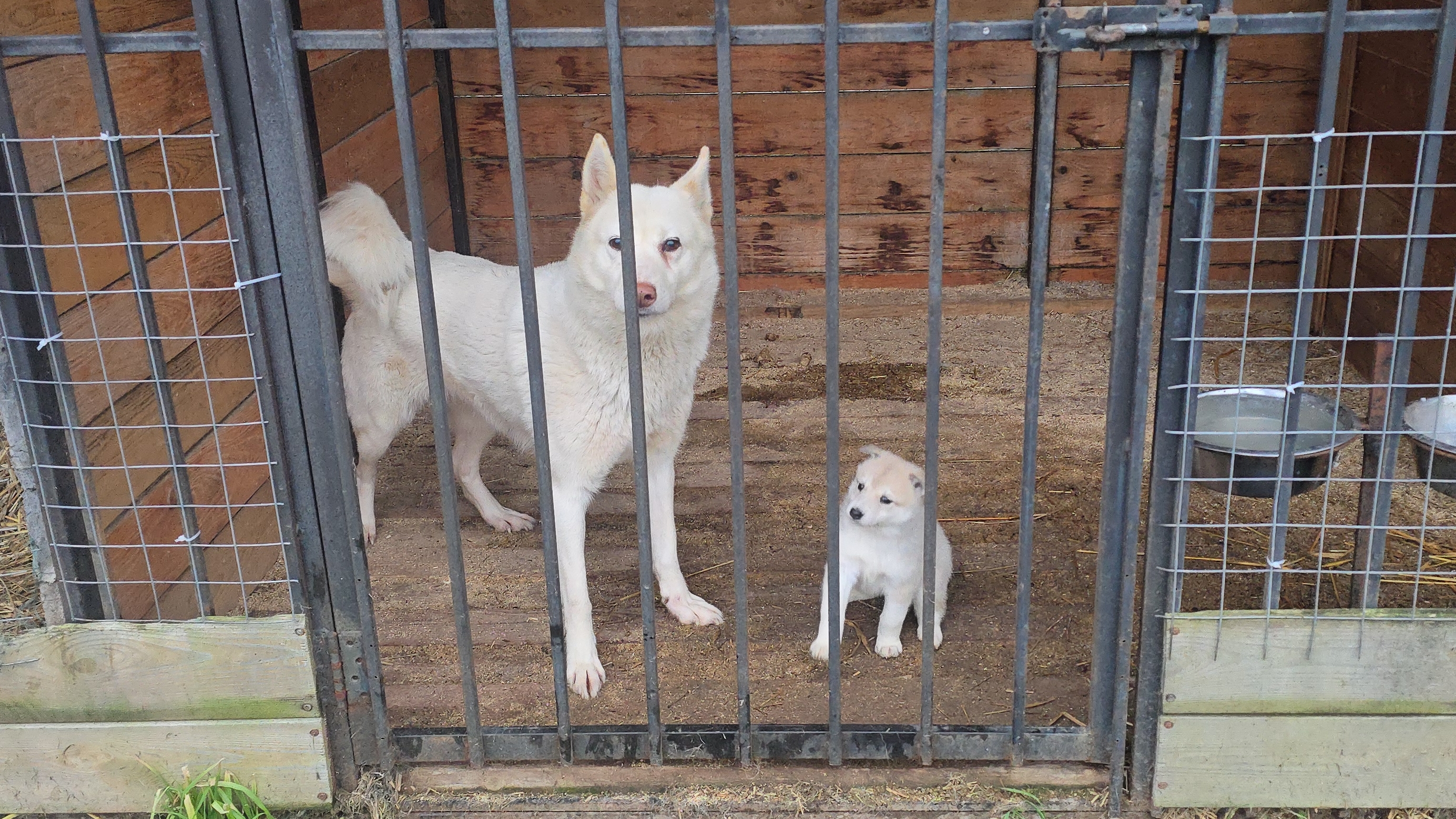 Щенки пошли по гостям