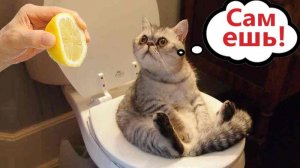 _ Приколы с котами!  С ОЗВУЧКОЙ!   САМЫЕ СМЕШНЫЕ ЖИВОТНЫЕ