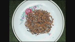 О своих семенах овощных культур