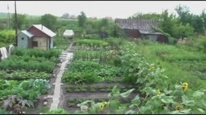 Большой урожай без хлопот