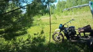 21. Сбор молодой зеленой сосновой шишки на полезный сироп