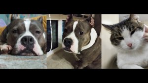 разговариваем