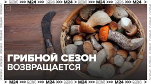 Грибной сезон вновь возобновился в Московском регионе из-за аномально теплой зимы - Москва 24