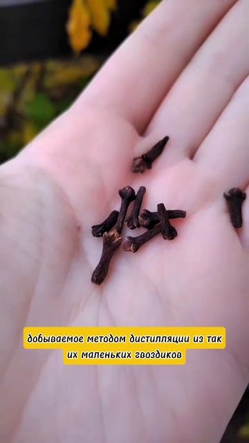 Пряный лекарь от Дотерра