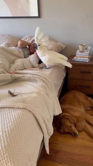 Такой будильник не выключить