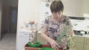 Хроника дня. Готовлю семена эустомы.