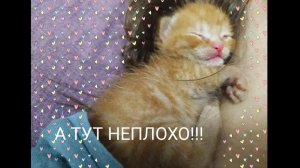 5 лет назад...ВЛОГ.Немного крикливой милоты!!!)