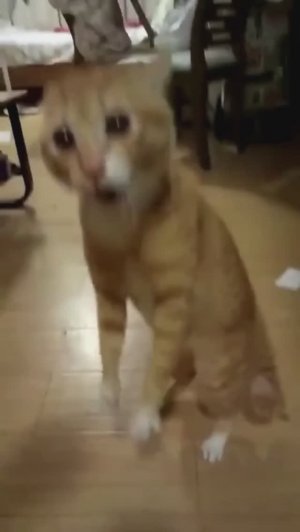 большая подборка с хулиганками