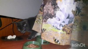 Котики дома.