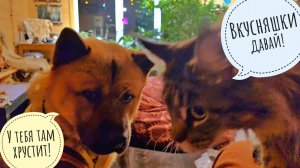 Пёс Кубик получил обновочку и помог кошке Морошке распаковать посылку