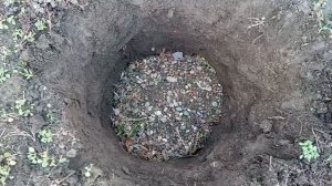 Посадка черешни.