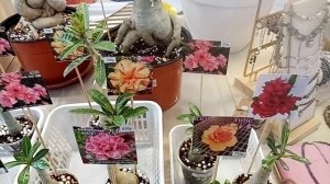 Выставка в Краснодаре 29-30 ноября. ТРЦ Галактика, часть 3.