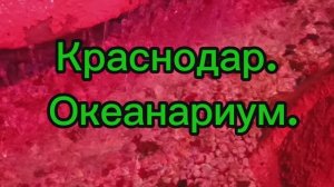 Океанариум_Краснодар