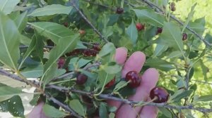 Летний привет из дачи от внуков