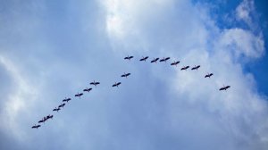 Журавли улетели. ( песни от Юрана )