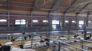 Случной сезон у овец дорпер