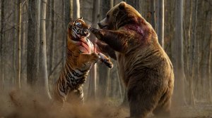 Тигр против Медведя： Кто сильнее в реальной битве？