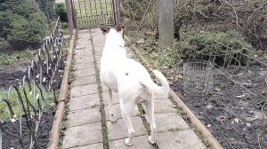 Влог пушистых друзей.Погуляла с охраной.Что делает Кекс на мусорке?