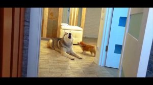 az_recorder_20251206_170309.mp4