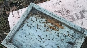 6 декабря 2025 года. Идёт зимовка пчёл.