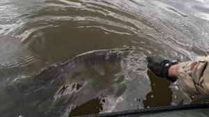 🎣НЕ СПАС🎣fishing#туризм#природа#ловля#рыбалка#щука#ловлящуки#ночевка#Чулым#река#спиннинг