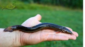 Почему вьюны исчезли с рек!? Как стиральный порошок уничтожил десяток рыб за последние 40 лет?!