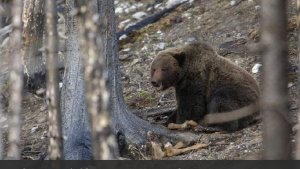 Bloomberg сообщило о рекордном количестве жертв нападений медведей в Японии