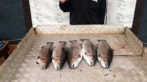 уловы рыбаков в Рыбин Гуде