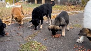 Как жители Красногоровки в ДНР помогают питомцам, оставшимся без хозяев