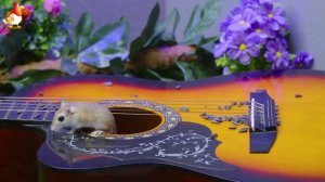 Видео для кошек про крысок развлекать питомцев 🐭🐀😂 (398)