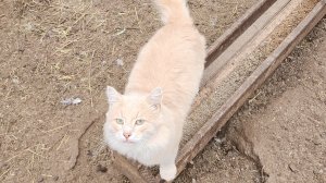 Ждём зиму...