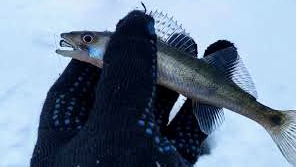 Рыбалка в Январские Праздники.Судак на мормышку