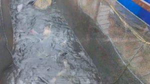 Запуск форели,гольца и спарктика