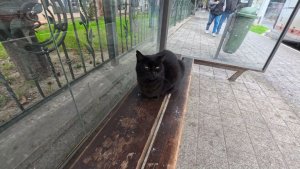 Ялта 2026 подготовка к Новому году 🎄 Наряжают Ёлочку 🔴 Кот ждун на остановке 🐈⬛