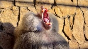 Что с Елисеем ТВОРИТ ЛЮБОВЬ, он злится и держится ИЗ ПОСЛЕДНИХ СИЛ!