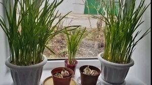 Ейск. Выгоняем чеснок и лук на зелень. Шикарная идея к новогоднему столу. Рецепт рулета с селёдкой.