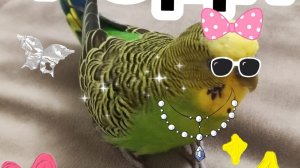 Обзор на Федину клетку