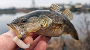 Ротан клюёт на кальмара! Рыбалка на мормо спиннинг DAYO Prestige.