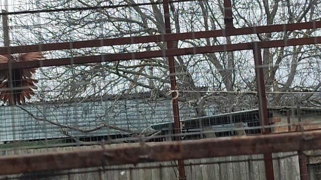 6.12.2025г Гоняем Голубей у Юрия Карповича на Кубани!!!ч.1 смотреть онлайн