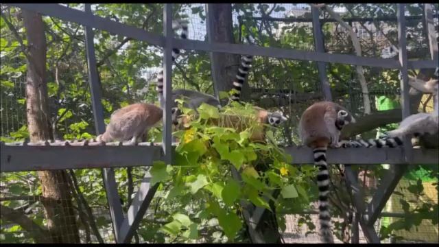 Кошачьи лемуры!