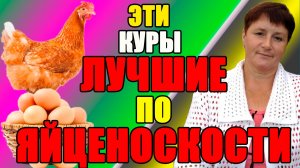 Эти куры ЛУЧШИЕ по яйценоскости в моем хозяйстве.