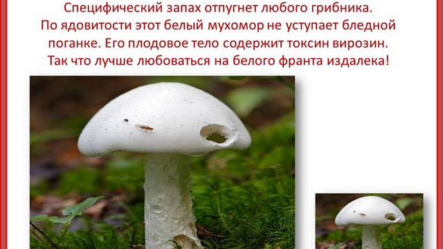 Альбом АХ МУХОМОРЫ! смотреть онлайн