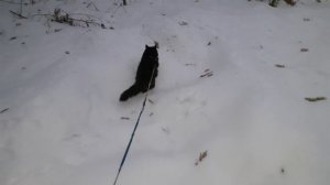 Мишка на прогулке.