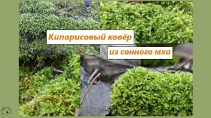 Мох гипнум кипарисовый - тёмно-зелёный ковёр, на котором раньше спали